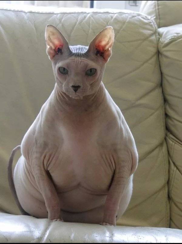 What Happens When Men See Boobs…