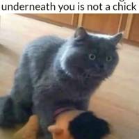 Content Image