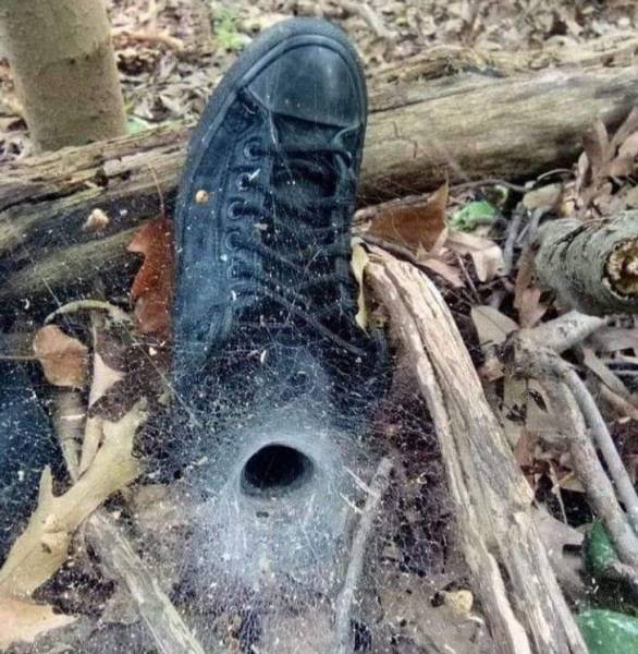 Nature Is Insane!