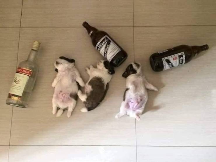 They Are 100% Drunk!