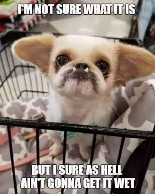 Random Dirty Memes…