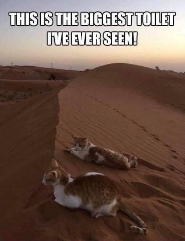 Random Dirty Memes…