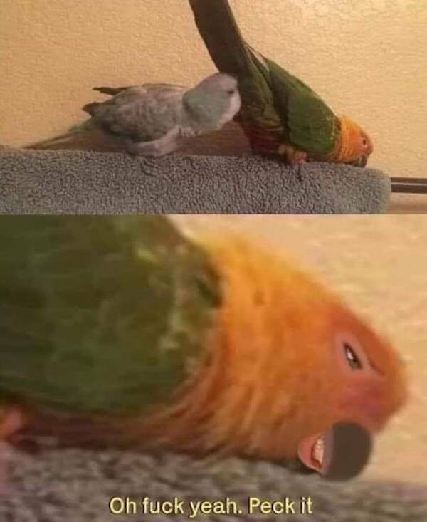 Content Image