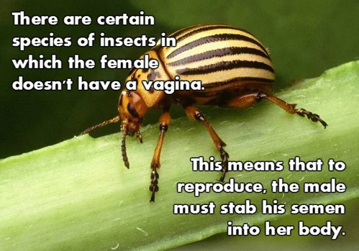Fascinating NSFW Facts