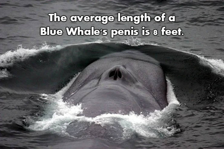 Fascinating NSFW Facts