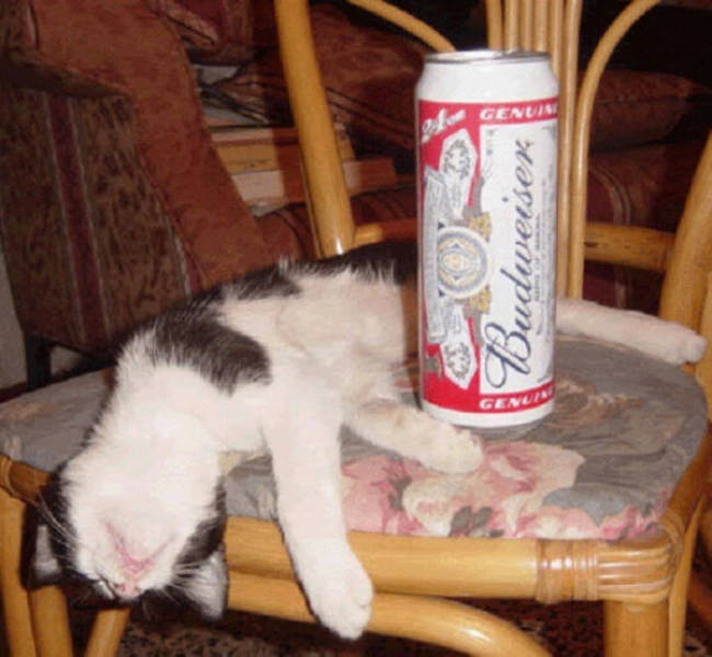Cheers To Everyone