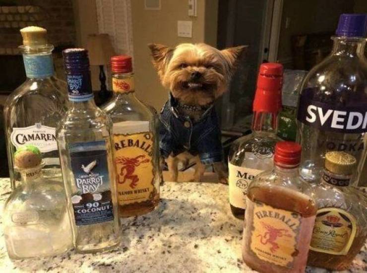 Content Image