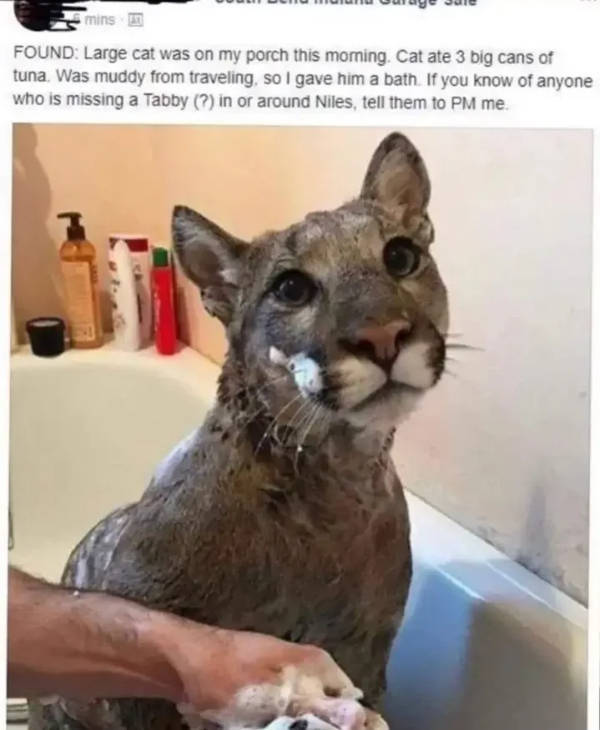 Content Image