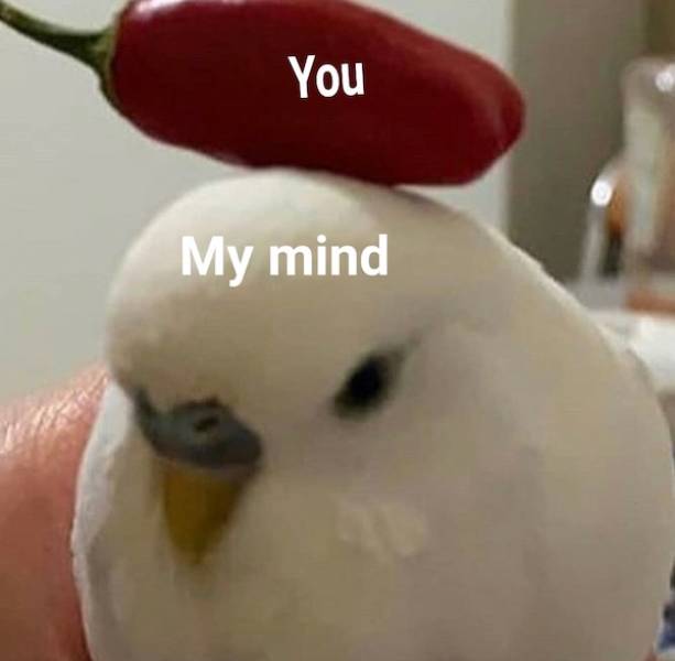 Content Image