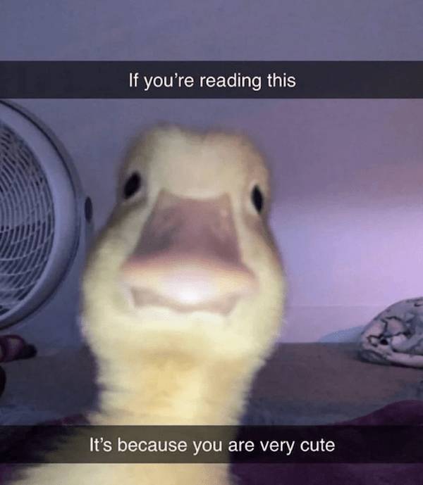 Content Image