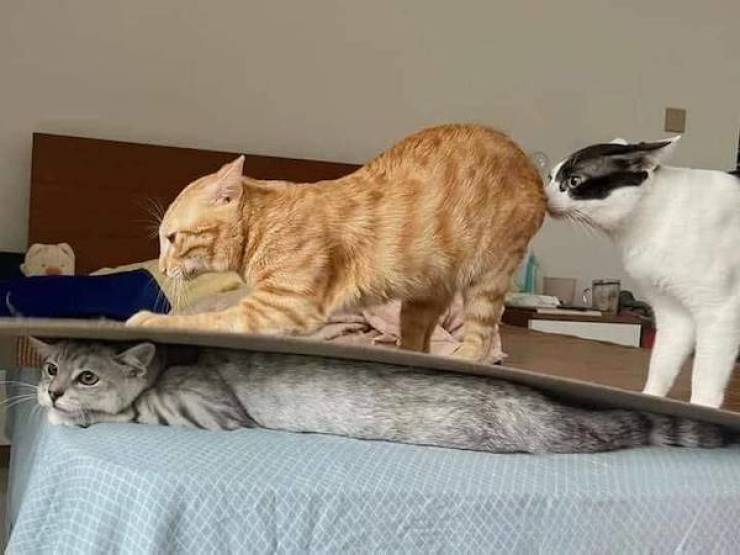 Content Image