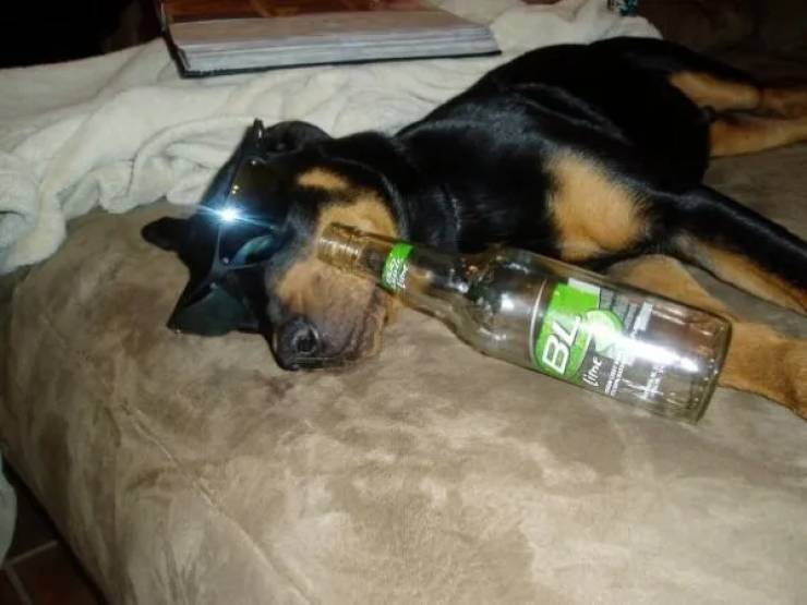 Content Image