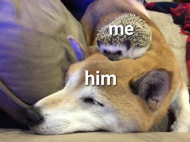 Content Image
