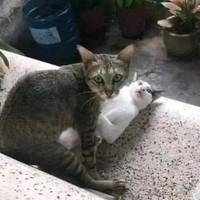 Content Image