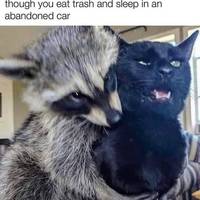 Content Image