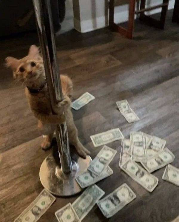 Content Image