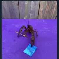Content Image
