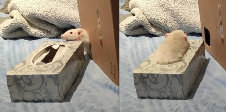 Content Image