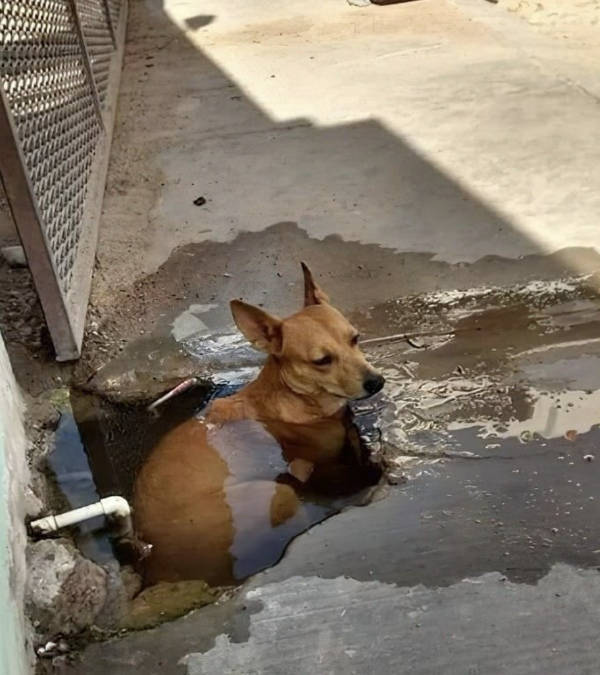 Content Image