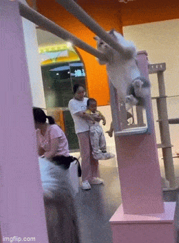 Daily Gifdump