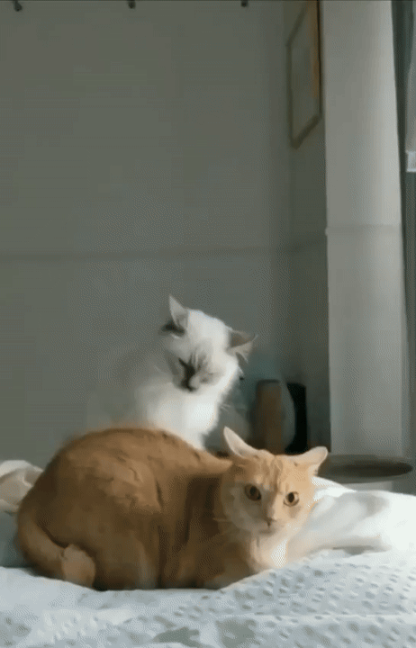 Daily Gifdump