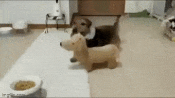 Daily Gifdump