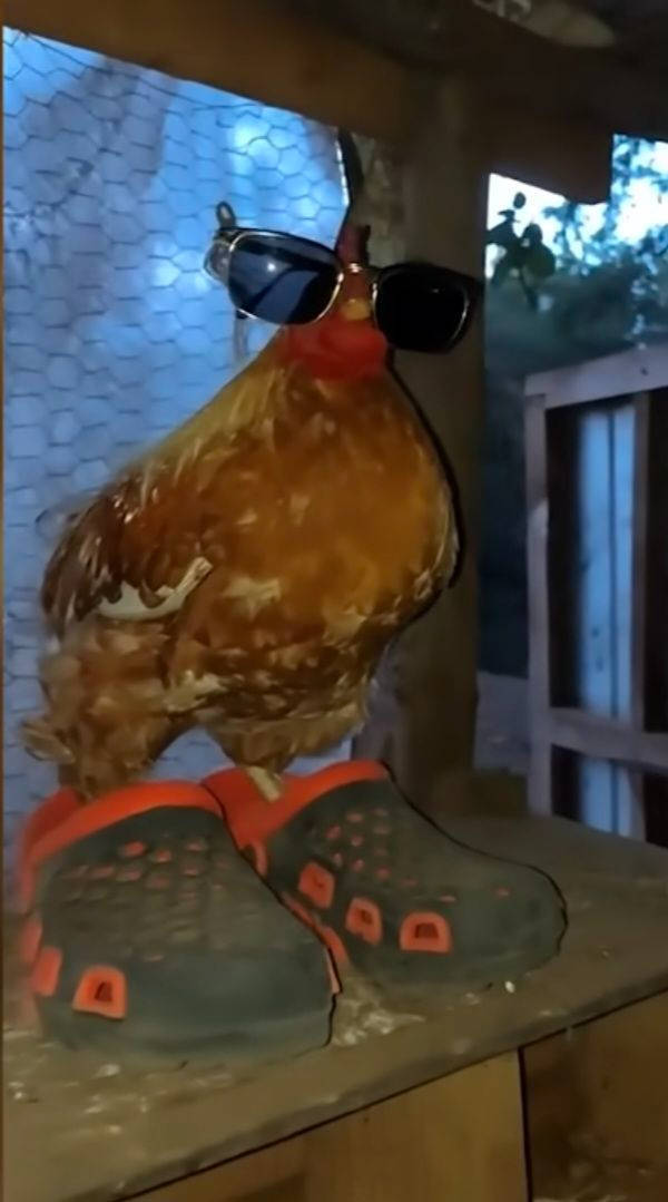 Content Image