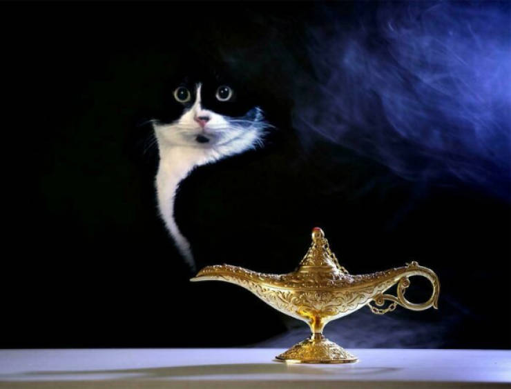 Cats Being Their Adorable Selves