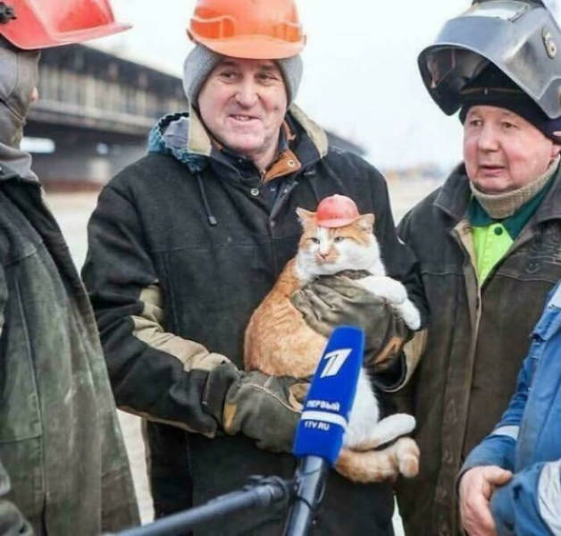 Cats Being Their Adorable Selves