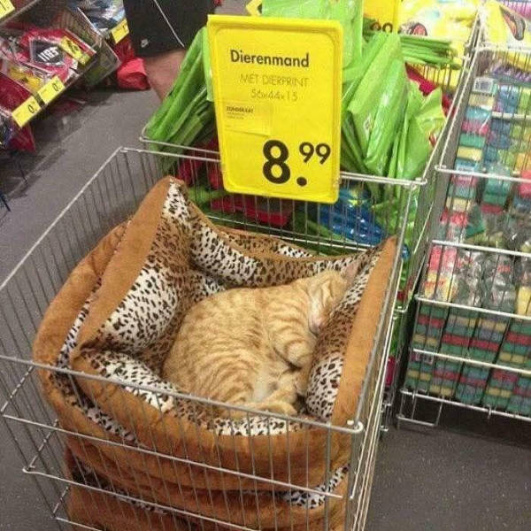 Content Image