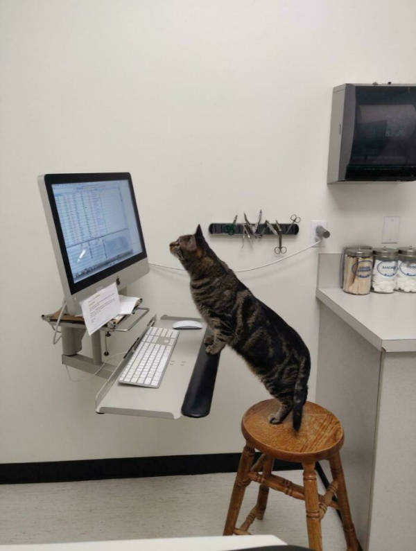 Cats Being Their Adorable Selves