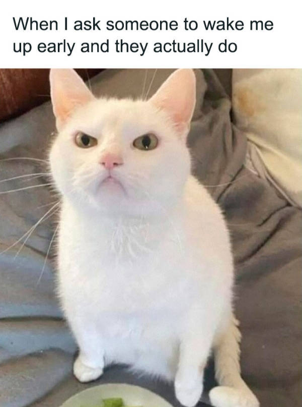 Cats Being Their Adorable Selves