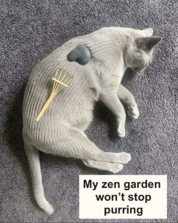 Content Image