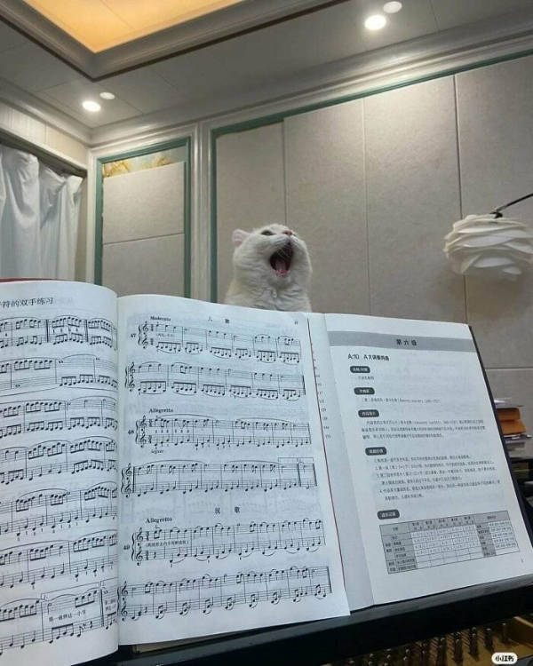 Content Image