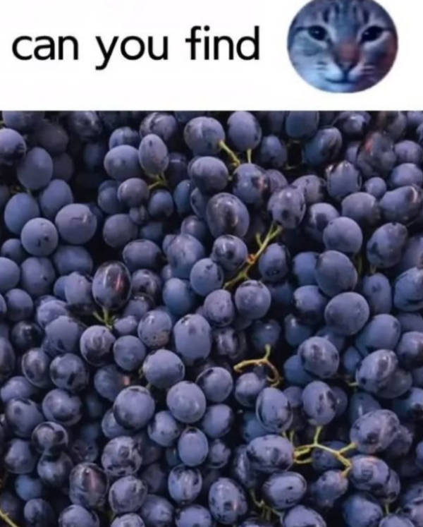 Content Image