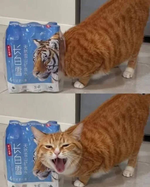 Content Image