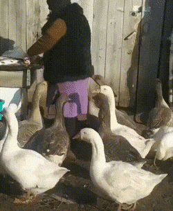 Daily Gifdump