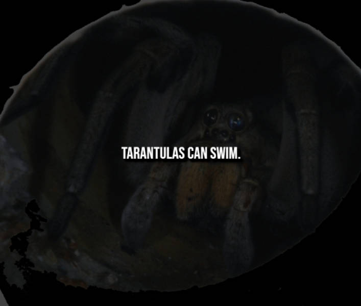 Creepy Facts That Will Haunt You