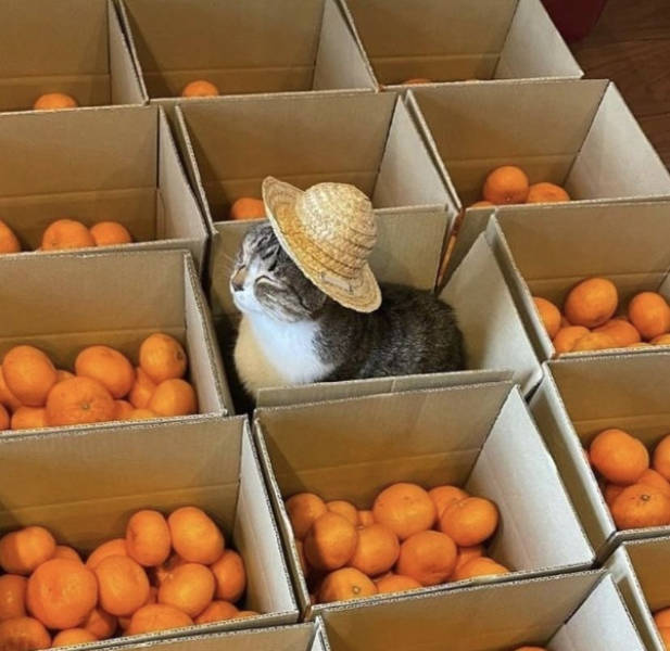 Daily Picdump
