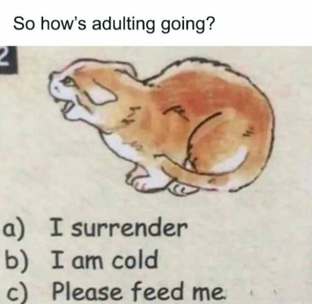 Content Image