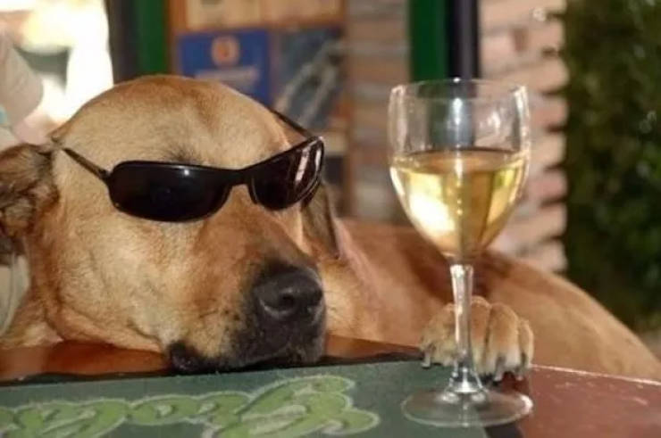 Drinking Never Ends!