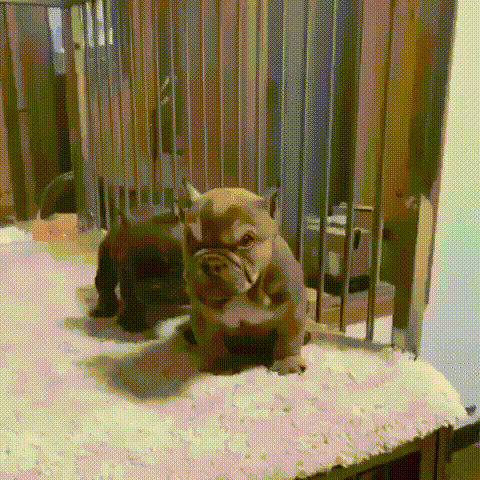 Daily Gifdump