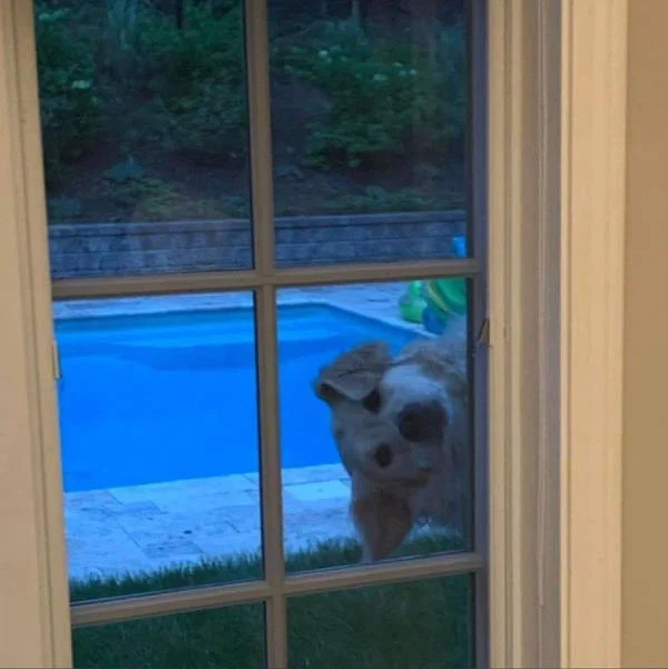 Content Image