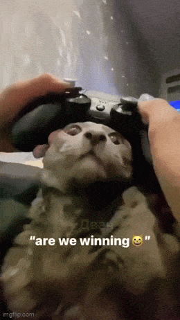Daily Gifdump