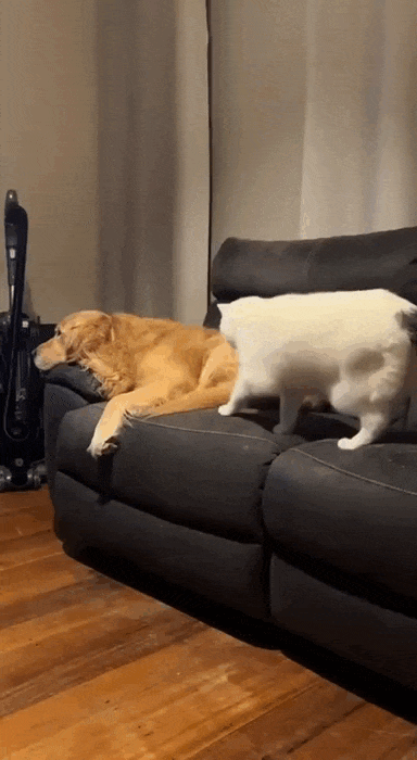 Content Image