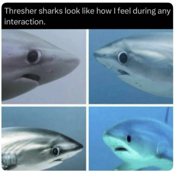 So Dank It Should Be Illegal