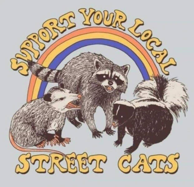 Content Image