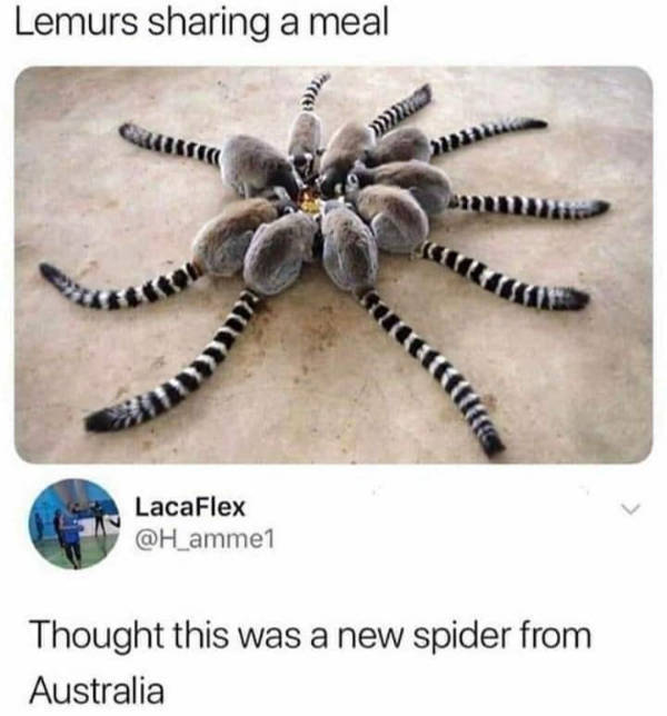 So Dank It Should Be Illegal