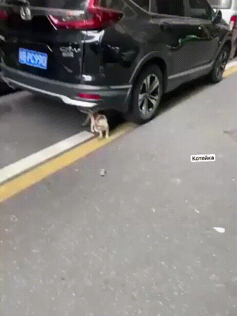 Daily Gifdump