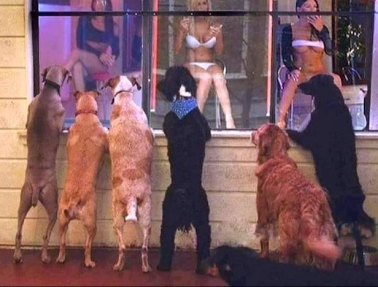 Daily Picdump